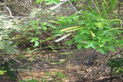 Entada pusaetha